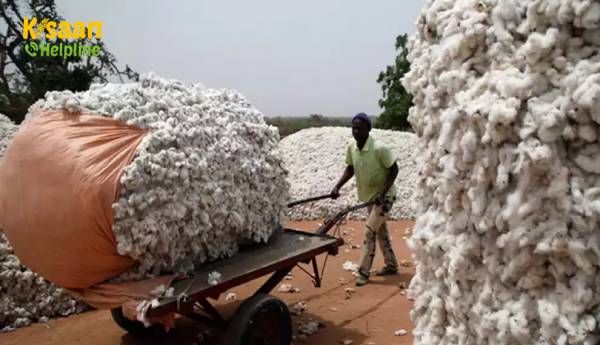 कच्चे कपास की कीमतें अंतरराष्ट्रीय कीमतों में बढ़ोतरी के बाद दो महीनों में लगभग 25% बढ़कर 5,000-6,000 रुपये प्रति क्विंटल हो गई हैं कच्चे कपास की कीमतें अंतरराष्ट्रीय कीमतों में बढ़ोतरी के बाद दो महीनों में लगभग 25% बढ़कर 5,000-6,000 रुपये प्रति क्विंटल हो गई हैं